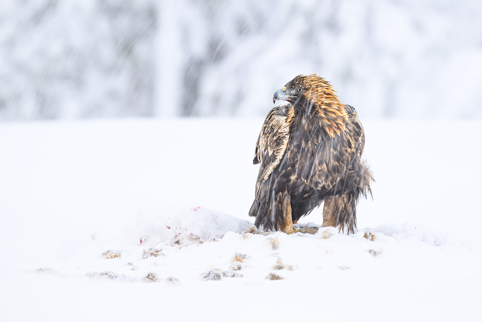 GOLDEN EAGLE LIFE IN THE FREEZER